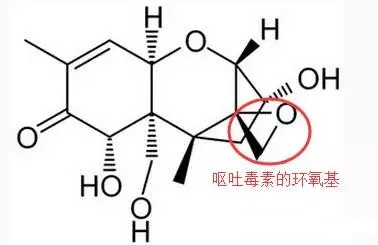 嘔吐毒素的毒性結構 嘔吐毒素的毒性結構