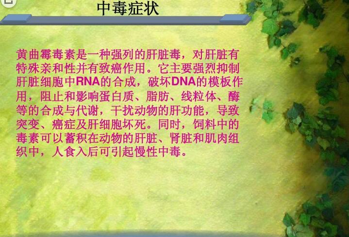 六、黃曲霉毒素對(duì)人和動(dòng)物有哪些危害？