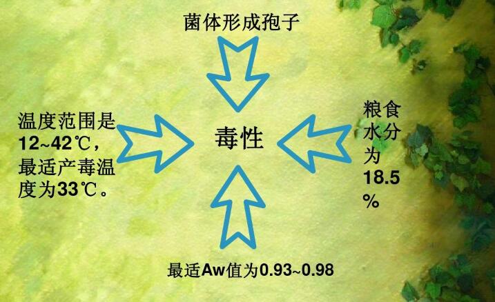  四、黃曲霉毒素的性質(zhì)