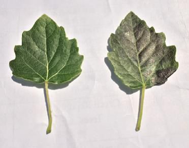 植物重金屬 植物重金屬