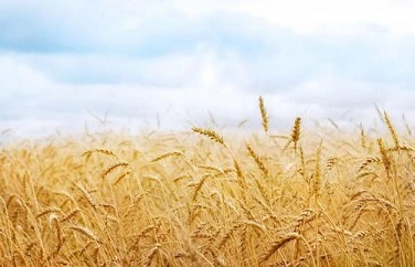 糧食真菌毒素檢測儀 糧食真菌毒素檢測儀