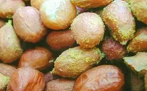 真菌毒素 真菌毒素