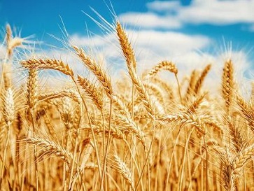 大米中的鎘含量超標(biāo)是如何引起的? 大米中的鎘含量超標(biāo)是如何引起的?