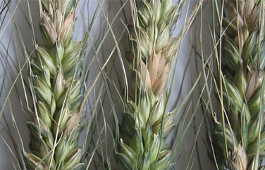 小麥赤霉病 小麥赤霉病