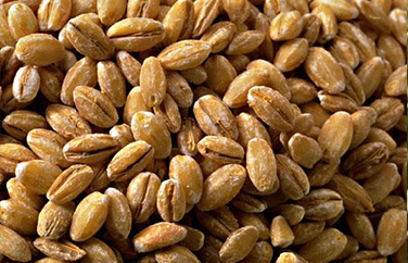 嘔吐毒素檢測儀是檢驗什么的 嘔吐毒素檢測儀是檢驗什么的