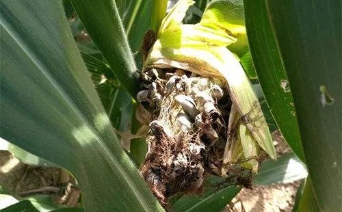 糧食真菌毒素污染 糧食真菌毒素污染