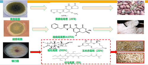 真菌毒素監(jiān)管 真菌毒素監(jiān)管
