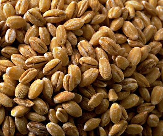 小麥毒素檢測 小麥毒素檢測